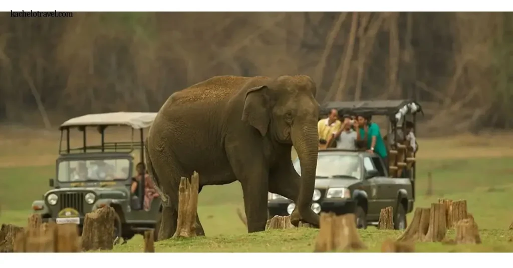 ผจญภัย Safari to Nagarhole